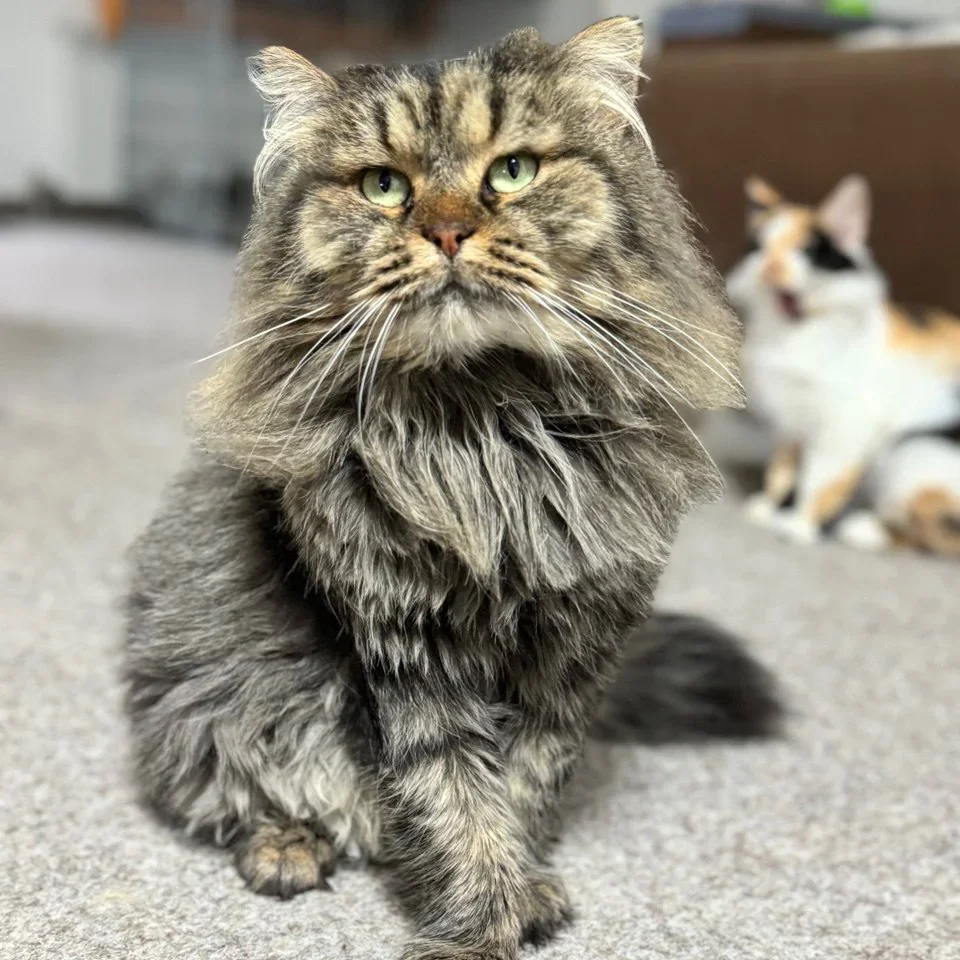 Finik. Photo courtesy of Animal Guardians