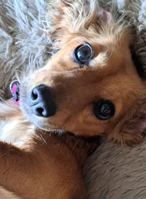 Arisha the dachshund. Photo courtesy of Animal Shelter