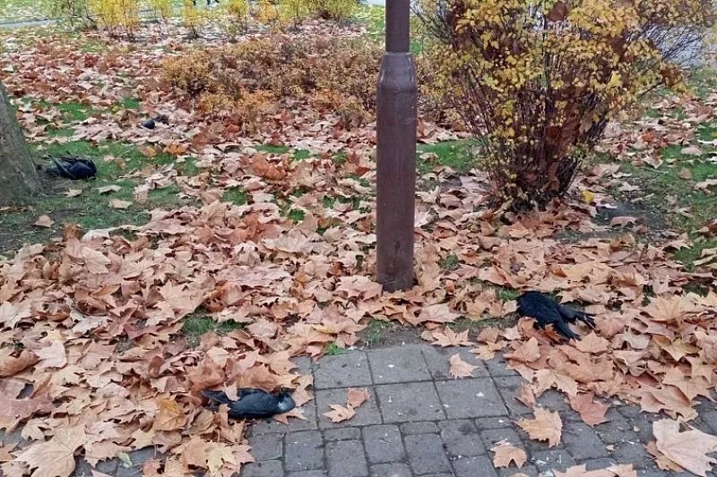 Мертвые грачи в Краснодаре. Фото: t.me/typodar