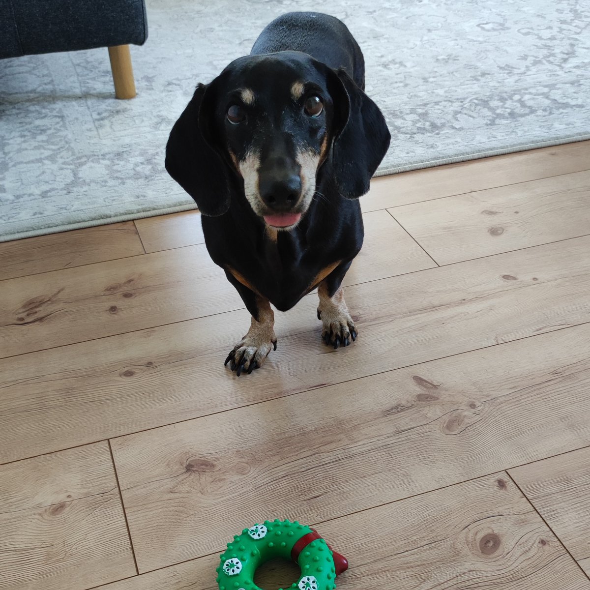 Такса Ассоль. Фото из личного архива Юрия Шехватова