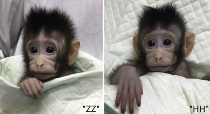 Чжун Чжун (ZZ) и Хуа Хуа (HH), две макаки-крабоеда, появившихся на свет в результате клонирования в 2017 году. На снимках, сделанных учеными, клонам 20 и 34 дня соответственно. Фото: cell.com