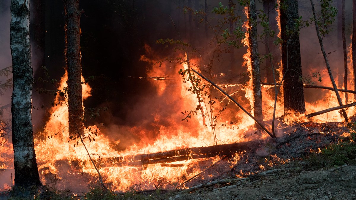 Горящий лес в Карелии, 21 июля 2021 года. Фото: Илья Тимин / AP Photo / Scanpix / LETA