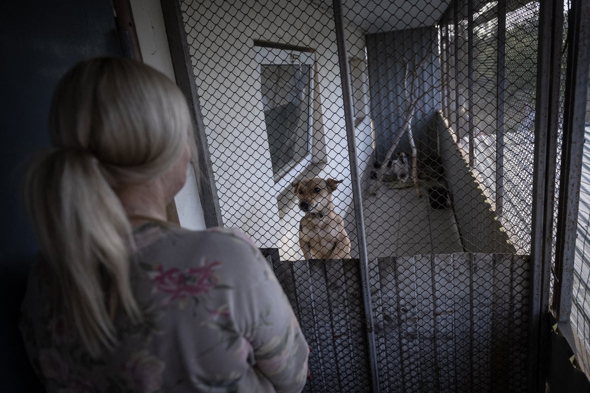 Собака в одном из харьковских приютов для животных, Украина, 20 сентября 2023 года. Фото: Ozge Elif Kizil / Anadolu Agency / Abaca Press / ddp images / Vida Press