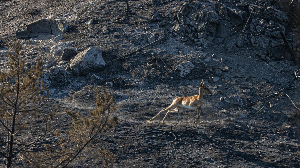 «Дом сгорел. Всё, с этим покончено»