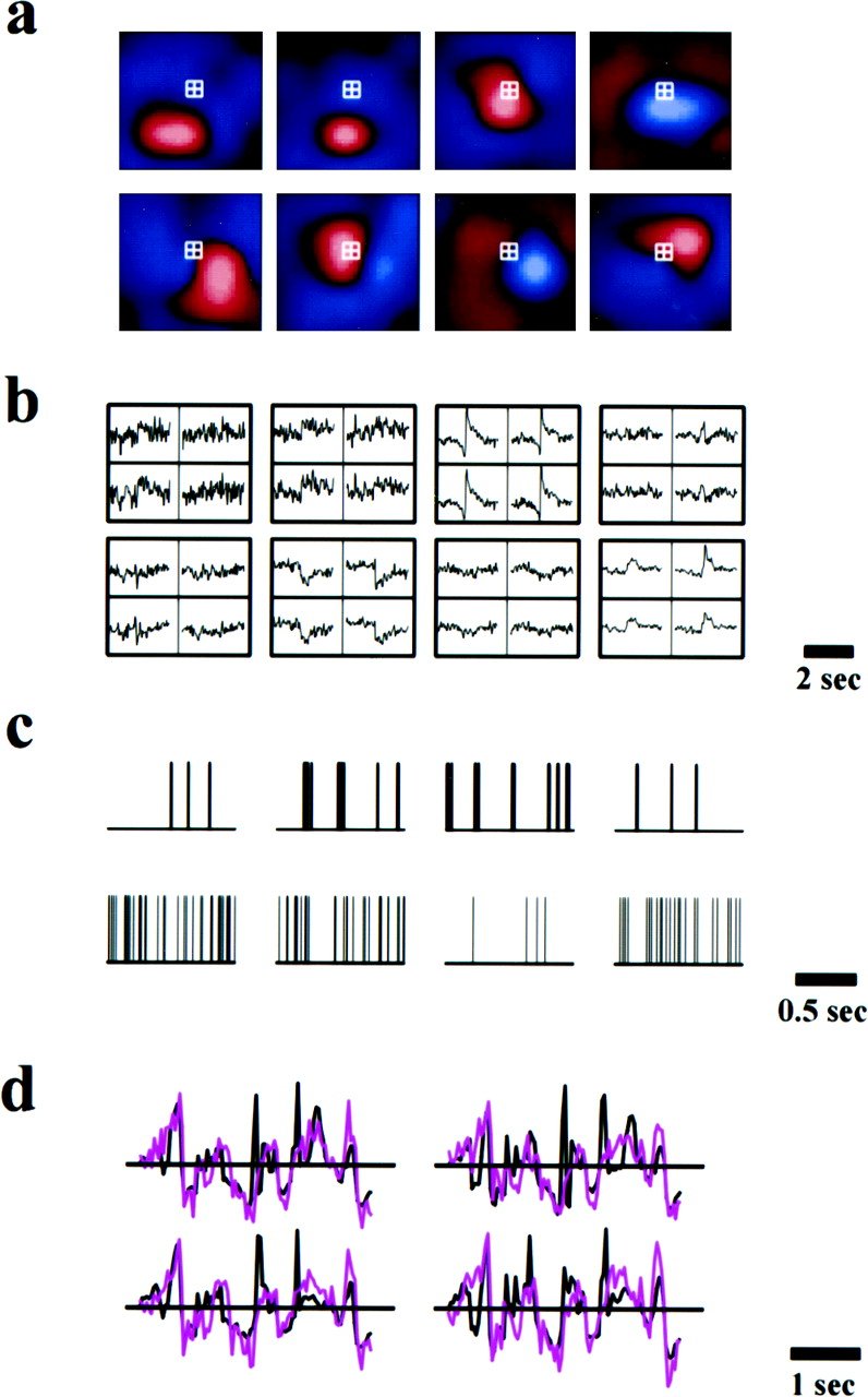 Запись зрения кошки, которую сделали исследователи / Society for Neuroscience JNeurosci