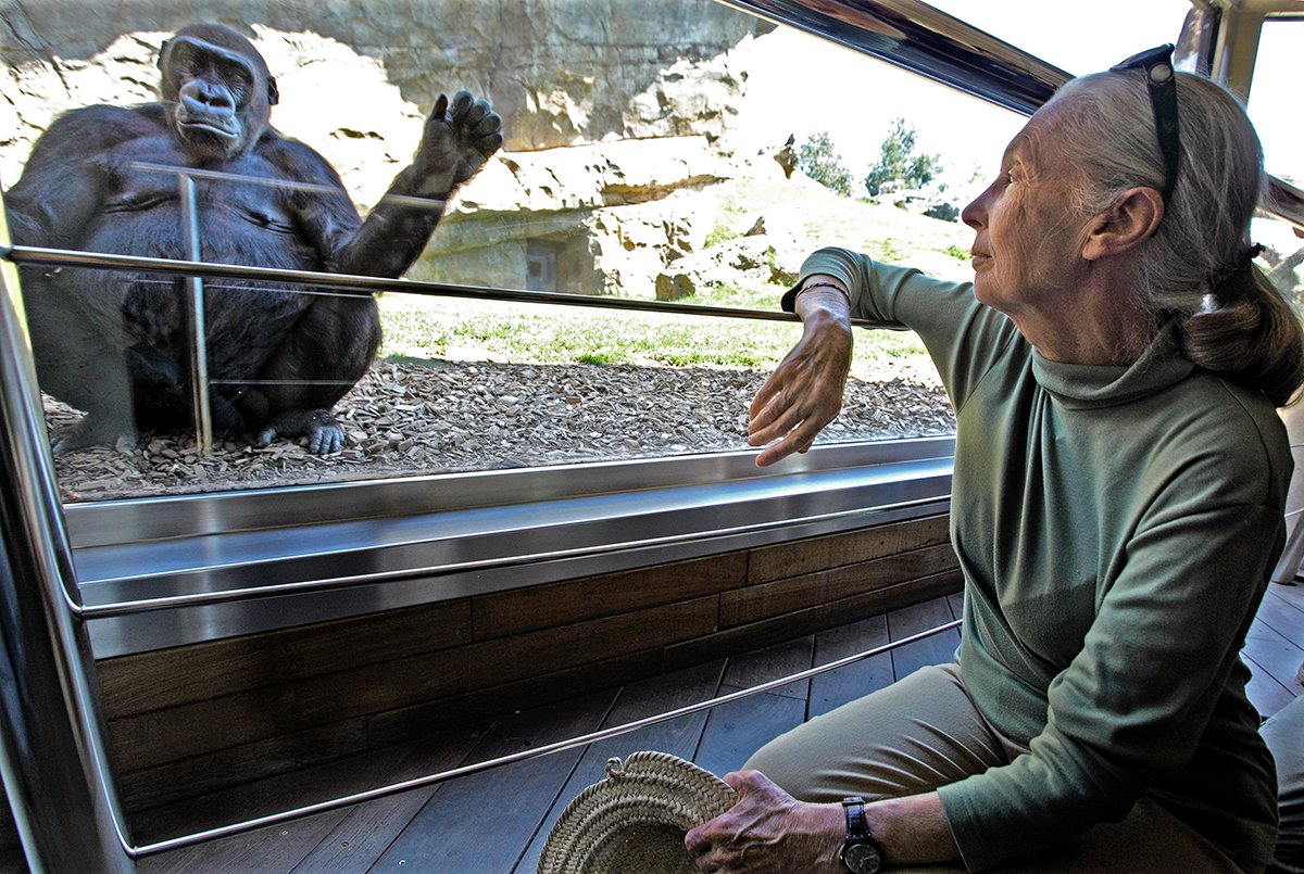 Джейн Гудолл, 10 мая 2012 года. Фото: Manuel Bruque / EPA