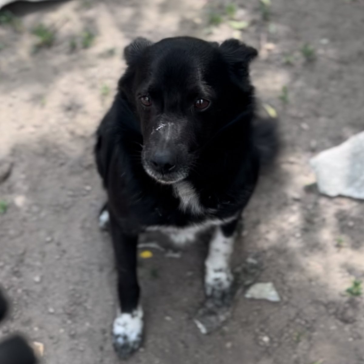 Черныш. Фото предоставлено приютом фонда Animal Guardians