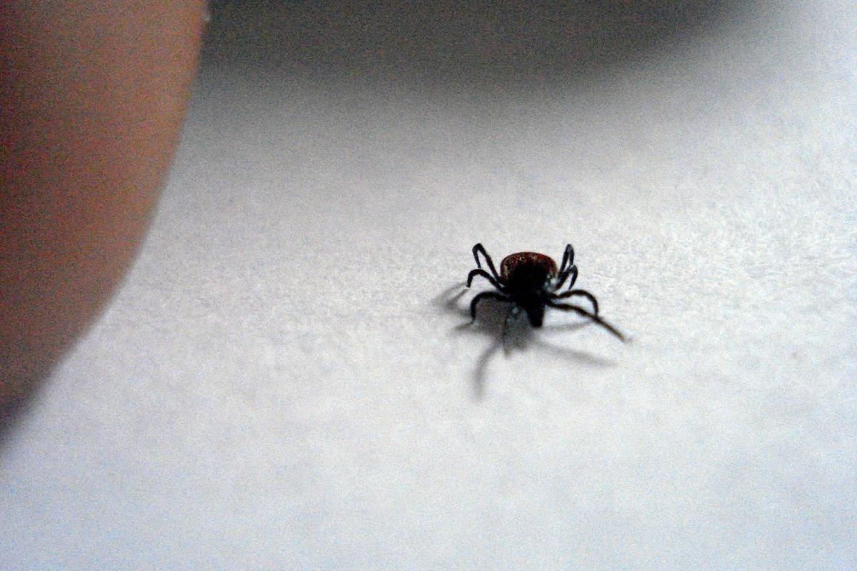 Клещ. Фото: Lars Kristian Flem / flickr